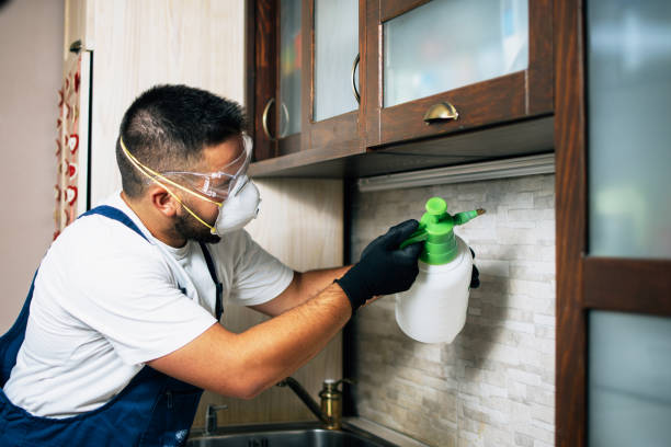 Best Ant Control Services  in Homestead Meadows South, TX