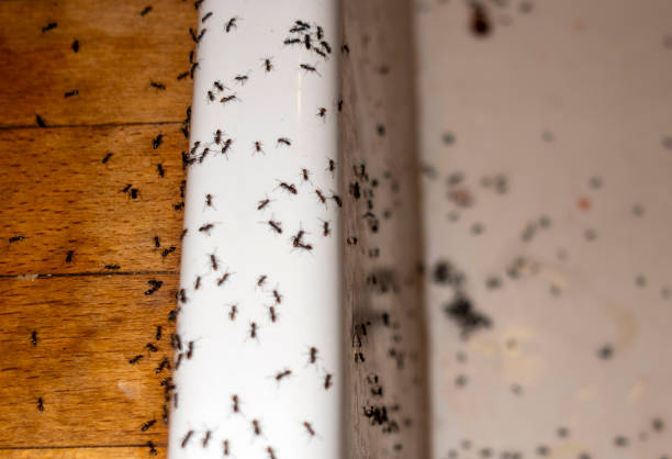 Best Exterminator Services  in Homestead Meadows South, TX