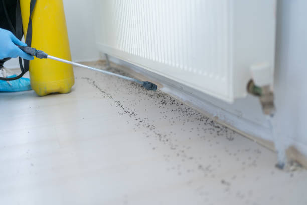 Best Best Pest Control Companies  in Homestead Meadows South, TX
